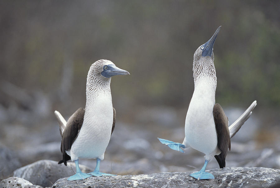 Blue-footed Booby Courtship Dance #3 Photograph by Tui De Roy
