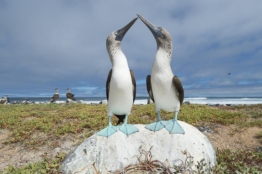 Blue-footed Booby Pair Courting #3 Photograph by Tui De Roy
