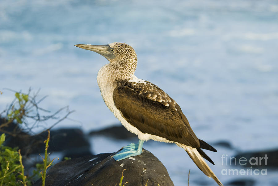 Bird Photograph - Blue-footed Booby #3 by William H. Mullins