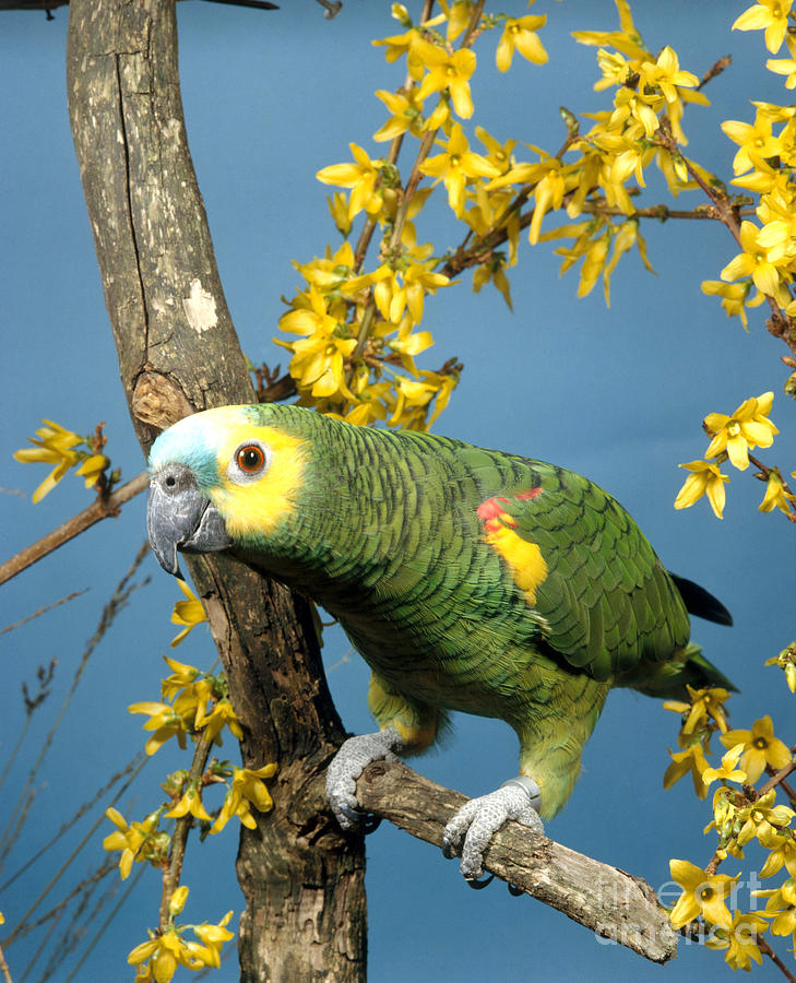 Blue-fronted Amazon Parrot #3 Photograph by Hans Reinhard