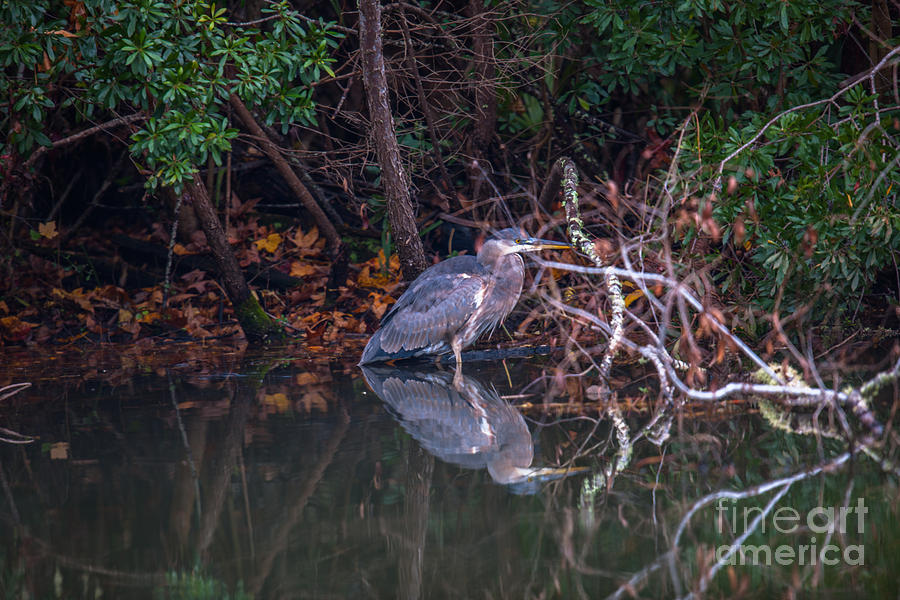 Wetlands Blue Heron Photograph
