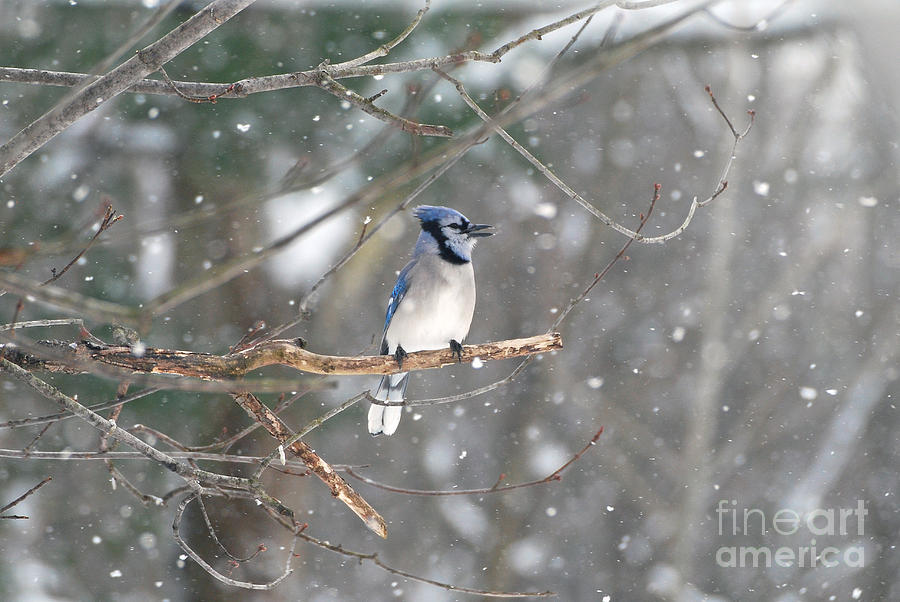 Blue Jay #3 Photograph by Lila Fisher-Wenzel