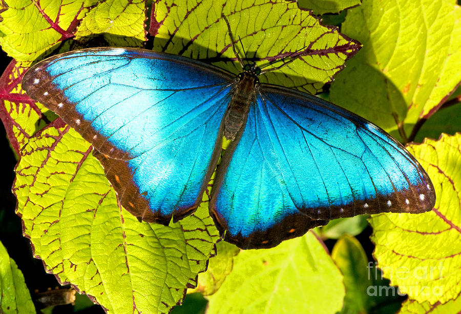 Blue Morpho Butterfly #3 Photograph by Millard H. Sharp