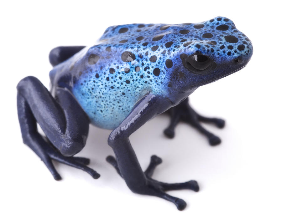 Jungle Photograph - Blue Poison Dart Frog #3 by Dirk Ercken