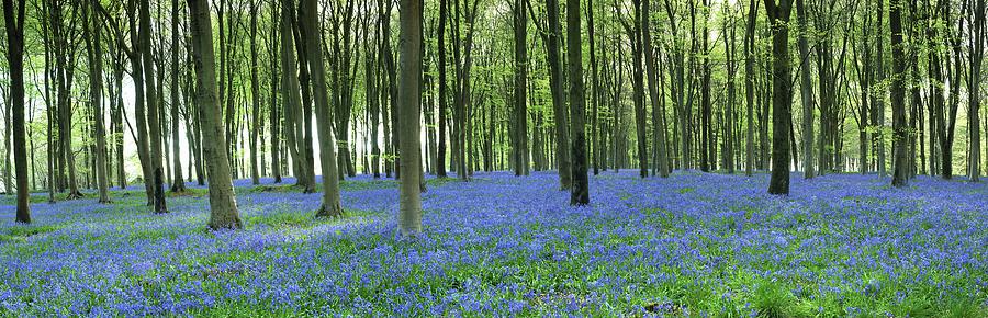 Bluebell Wood #3 Photograph by Jeremy Walker/science Photo Library