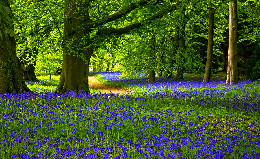 Nature Photograph - Bluebell Wood #3 by Trevor Kersley