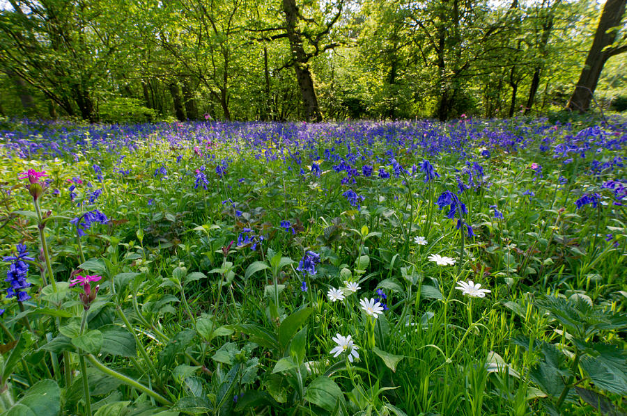 Bluebell woods  #4 Photograph by Gary Eason