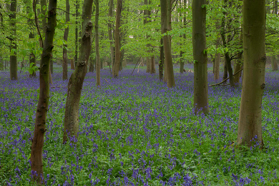 Bluebells In Oxey Wood #3 Photograph by Nick Atkin