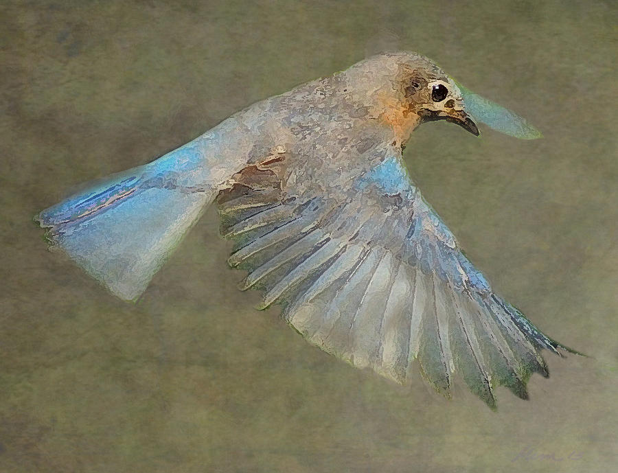 Bluebird Photograph - Bluebird #3 by Mim White
