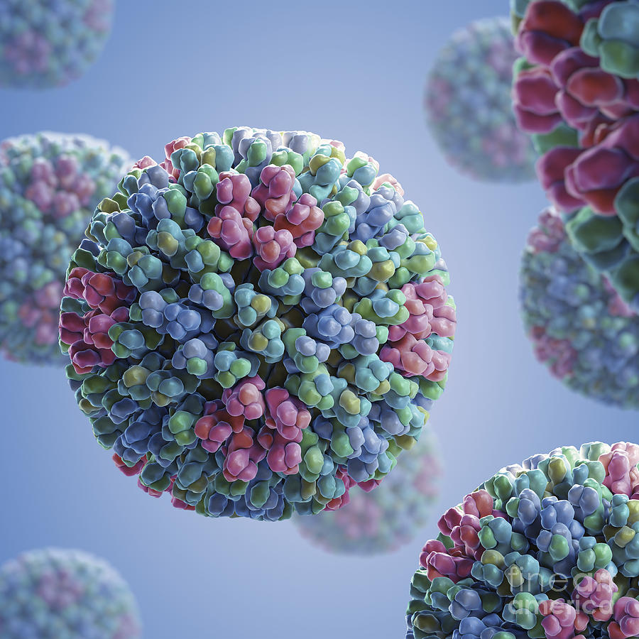 Bluetongue Virus Photograph by Science Picture Co | Pixels