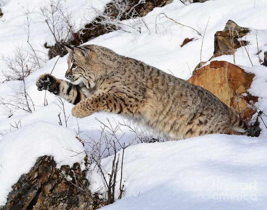 Bobcat Hunting Photograph by Dennis Hammer