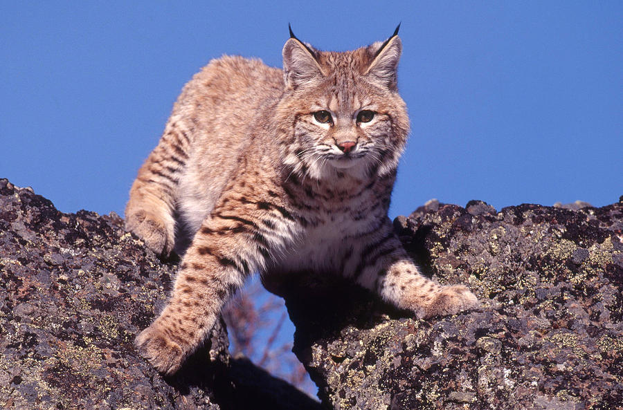 Bobcat #3 Photograph by Jeffrey Lepore