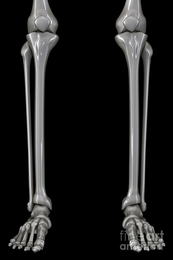 Bones Of The Lower Legs Photograph by Science Picture Co