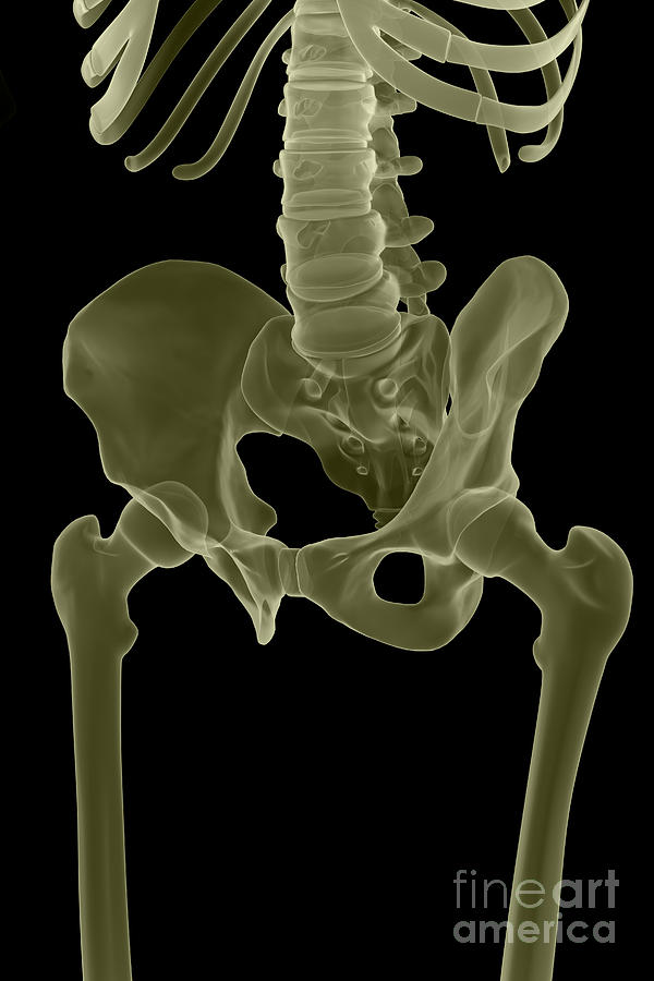 Skeleton Photograph - Bones Of The Pelvis #3 by Science Picture Co