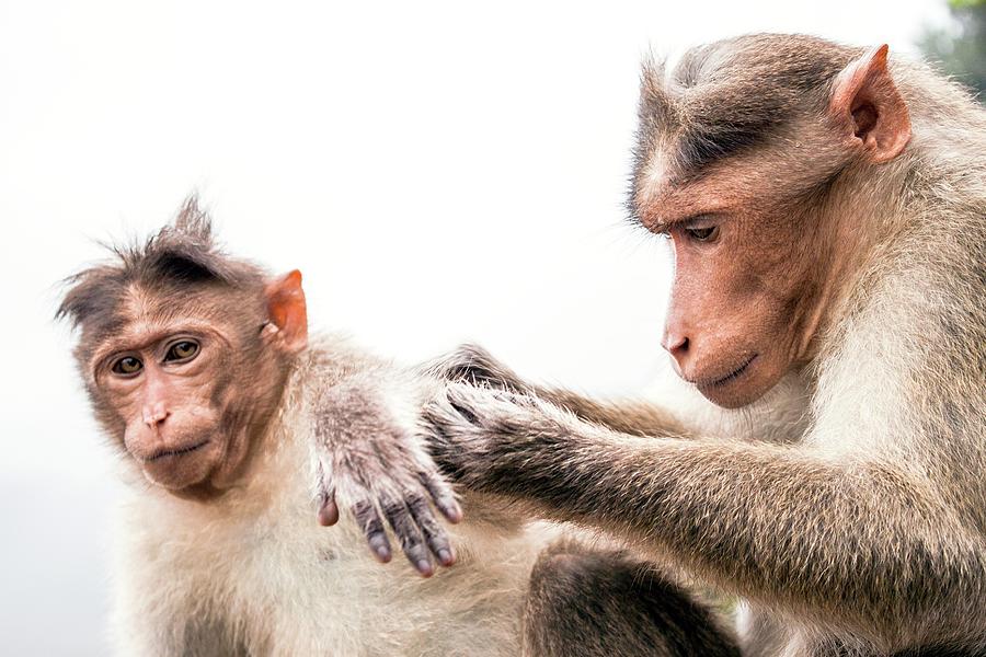 Nature Photograph - Bonnet Macaques #3 by Paul Williams