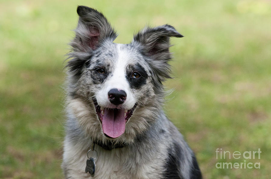 Dog Photograph - Border Collie #3 by William H. Mullins
