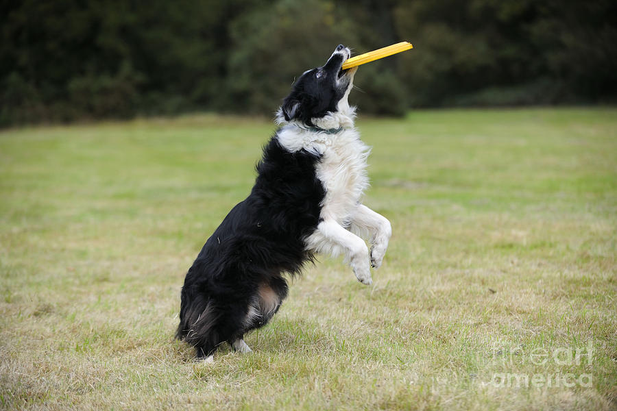 border collie frisbee