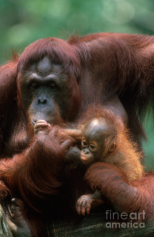 Bornean Orangutan #3 Photograph by Art Wolfe