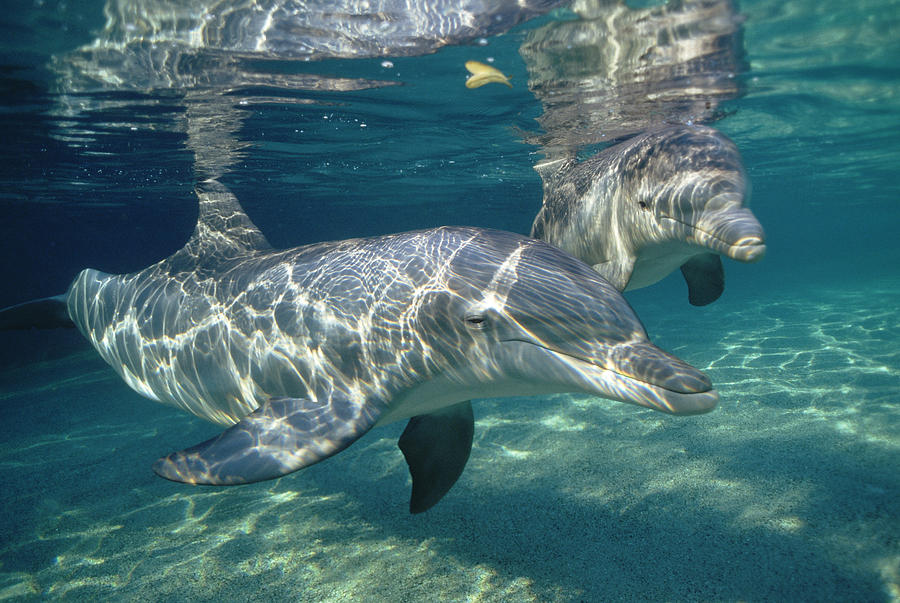 Bottlenose Dolphin  Pair Hawaii Photograph by Flip Nicklin