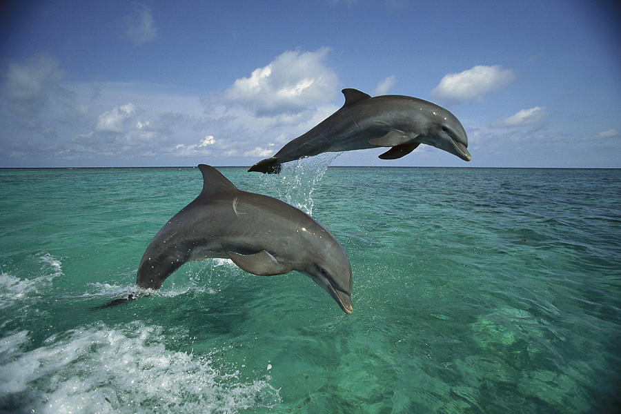 Bottlenose Dolphin Pair Leaping Honduras #3 Photograph by Konrad Wothe