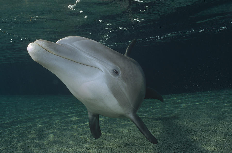 Bottlenose Dolphin  Portrait Hawaii Photograph by Flip Nicklin