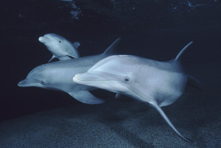 Bottlenose Dolphin  Trio Hawaii #3 Photograph by Flip Nicklin