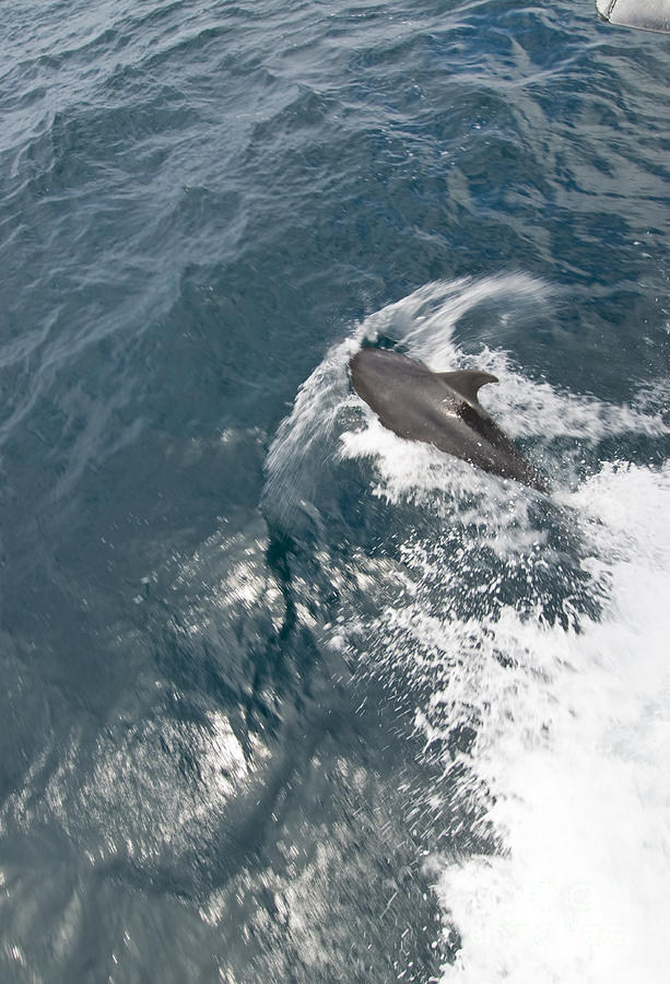 Bottlenose Dolphin #3 Photograph by William H. Mullins
