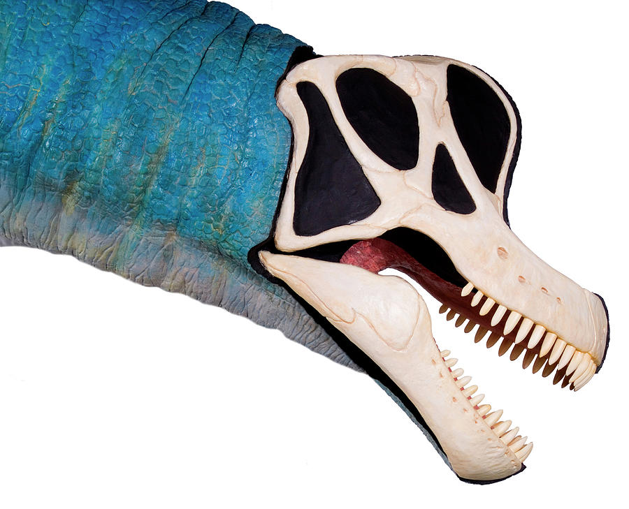 Prehistoric Photograph - Brachiosaurus Dinosaur Model #3 by Natural History Museum, London/science Photo Library