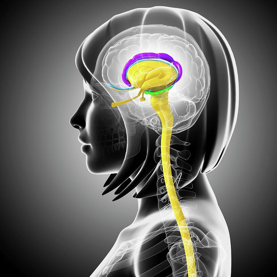 Brain Anatomy #3 Photograph by Pixologicstudio/science Photo Library