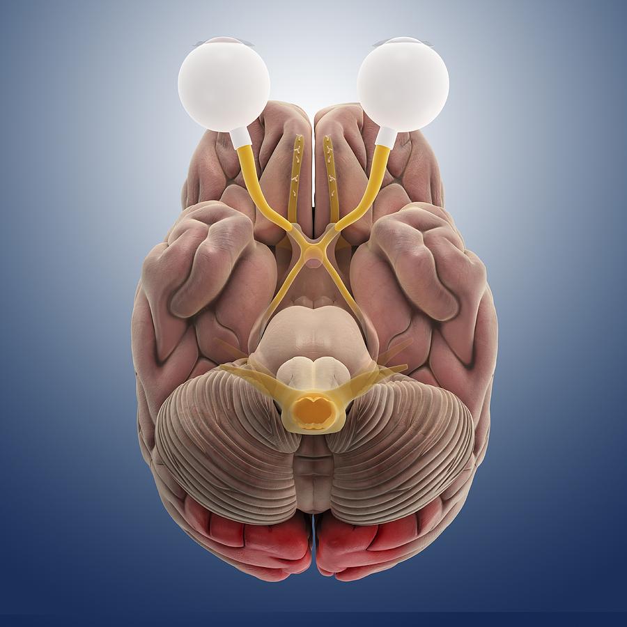 Brain and eye anatomy, artwork Photograph by Science Photo Library