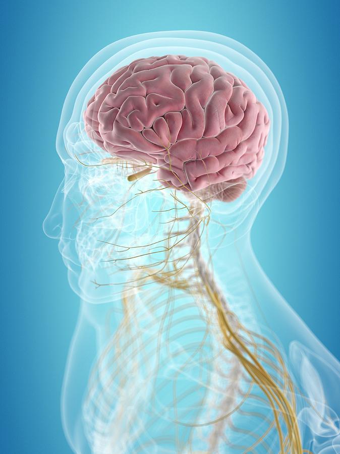 Brain And Nerves Photograph by Sciepro - Fine Art America