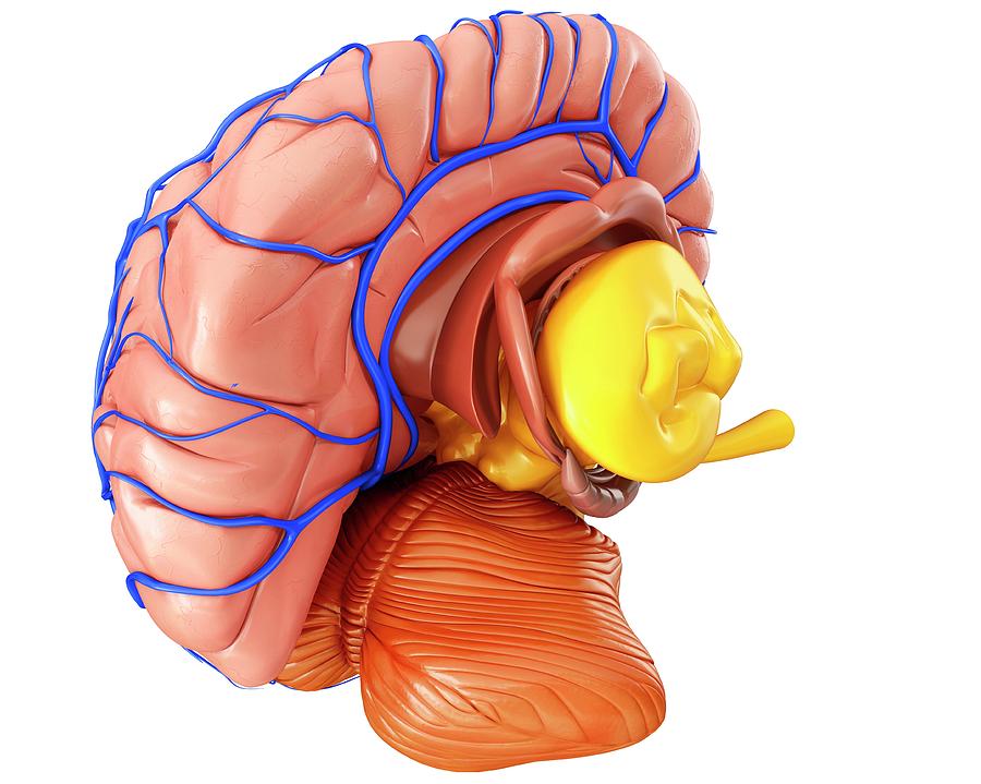 Brain Veins And Anatomy Photograph By Pixologicstudio Science Photo Library Pixels