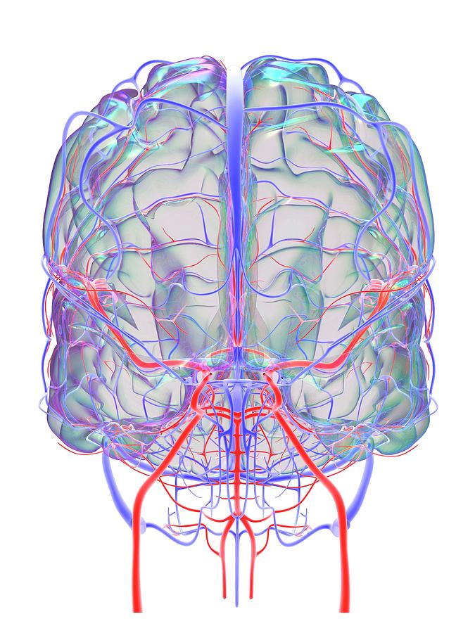 Brain's Blood Supply Photograph by Alfred Pasieka/science Photo Library ...