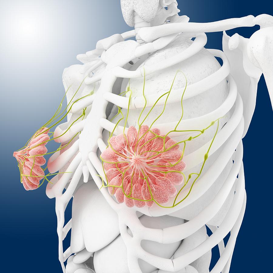 Breast anatomy, artwork - Stock Image - C003/6123 - Science Photo Library