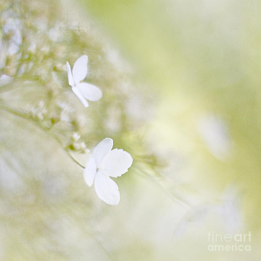 Spring Photograph - Breathing light #3 by Maria Ismanah Schulze-Vorberg