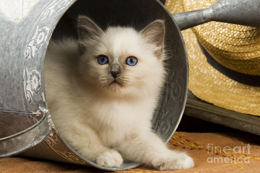 British Shorthair Kitten #3 Photograph by Jean-Michel Labat