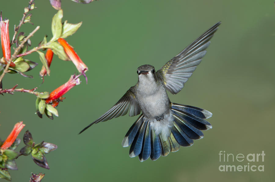 Hummingbird Photograph - Broad-billed Hummingbird #2 by Anthony Mercieca