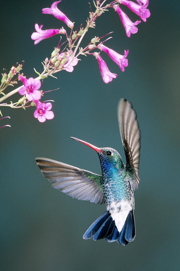 Bird Photograph - Broad-billed Hummingbird #3 by Gerald C. Kelley