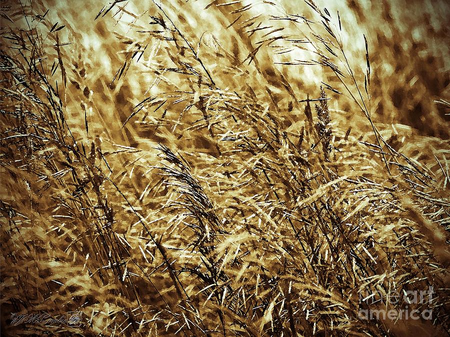 Brome Grass in the Hay Field #3 Painting by J McCombie