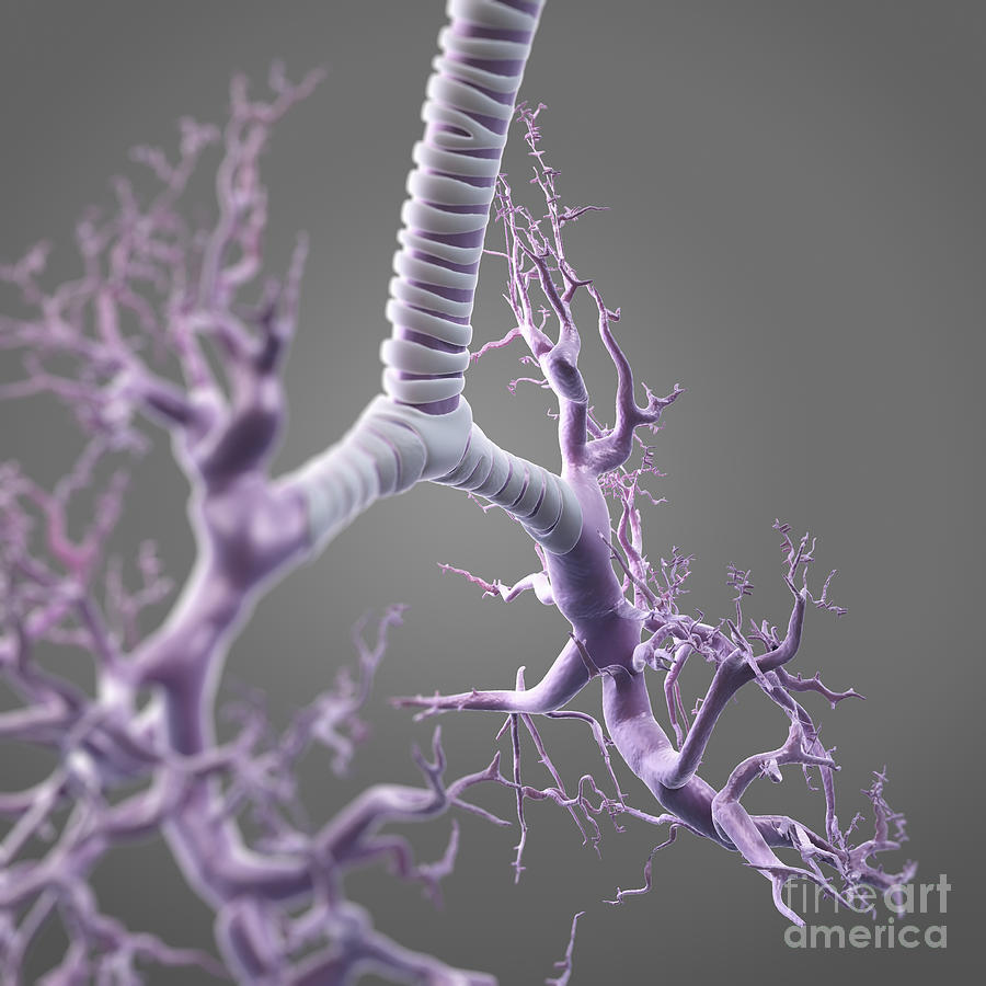 Bronchial Branches #3 Photograph by Science Picture Co