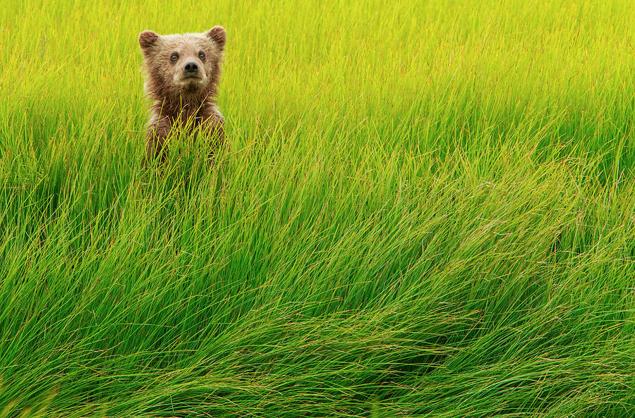 Brown Bear Cub, Lake Clark National #3 Photograph by Mint Images/ Art Wolfe