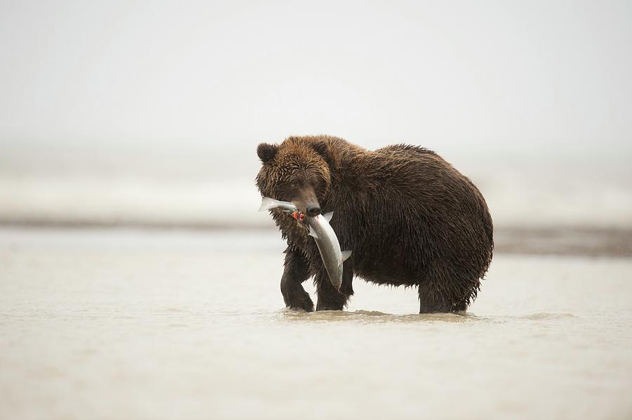 Brown Bear #3 Photograph by Science Photo Library Brown Bear #3 Photograph by Science Photo Library