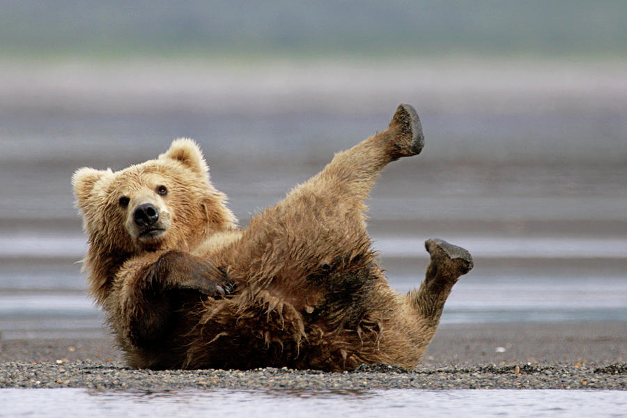 Katmai National Park Photograph - Brown Bear #3 by Manuel Presti/science Photo Library