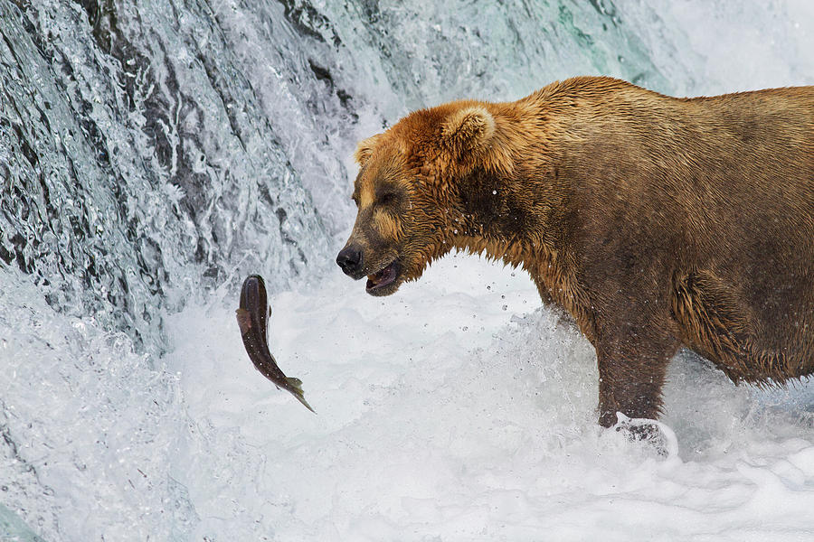 Brown Bear  Ursus Arctos  Standing #3 Photograph by Gary Schultz