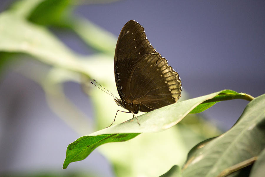 Brown butterfly #3 Photograph by Susan Jensen