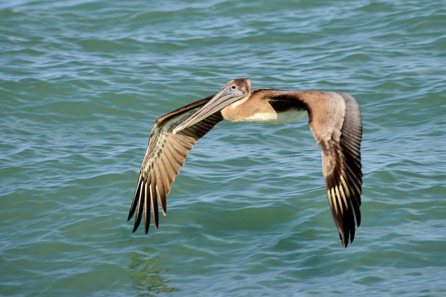 Brown Pelican #4 Photograph by Bill Hosford