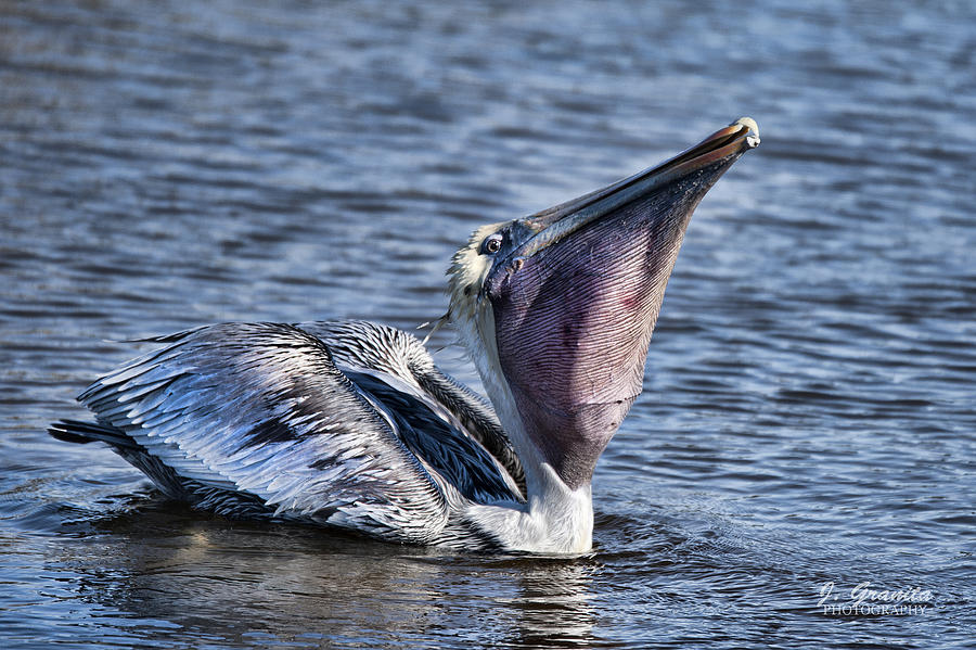 Brown Pelican #3 Photograph by Joe Granita