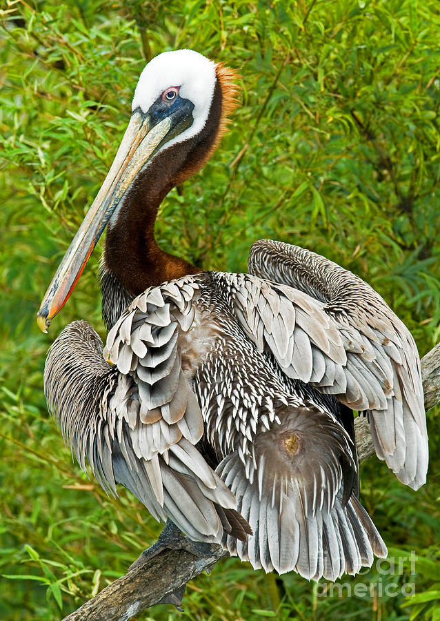 Brown Pelican #3 Photograph by Millard H. Sharp