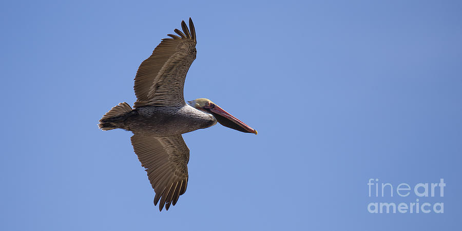 Pelican Photograph - Brown Pelican #3 by Twenty Two North Photography