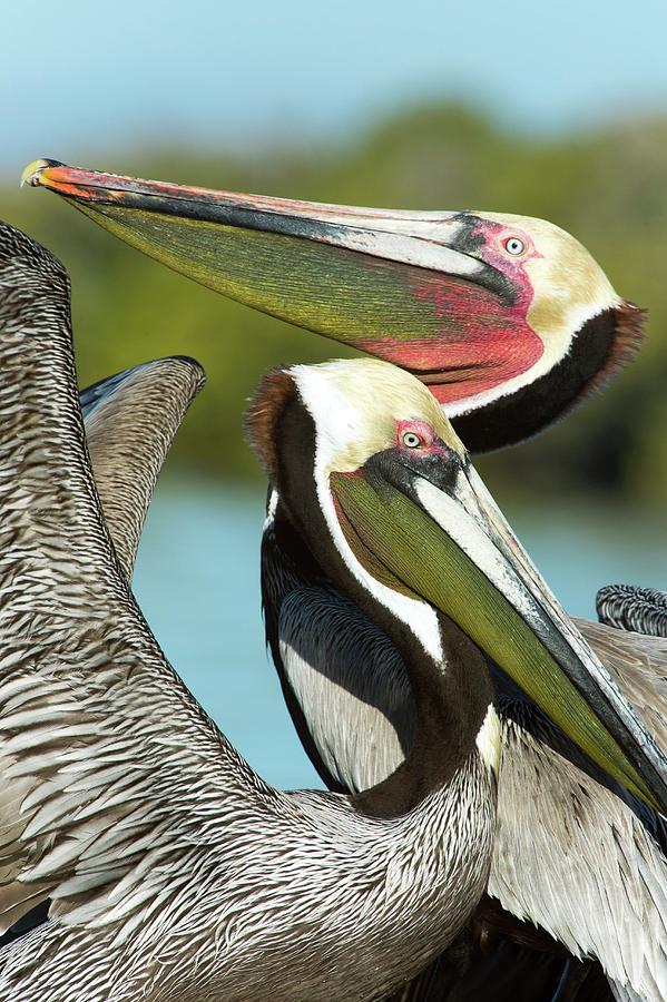 Pelican Photograph - Brown Pelicans #3 by Christopher Swann/science Photo Library